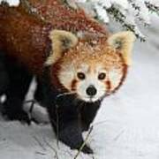 Red Panda In The Snow Art Print