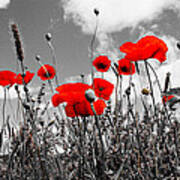 Red Poppies On Black And White Background Art Print