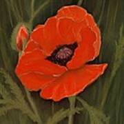 Red Poppy Art Print