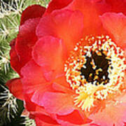 Red Prickly Pear Blossom Art Print