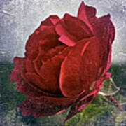 Red Red Rose Art Print