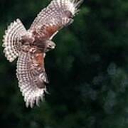 Red Shouldered Hawk Art Print