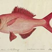 Red Snapper Fish Art Print