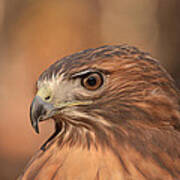 Red-tailed Hawk Art Print