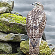 Red Tailed Hawk Art Print