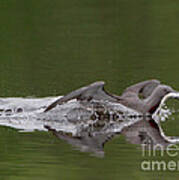 Red-throated Loon Art Print