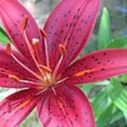 Red Tiger Lily Close-up 6 Art Print
