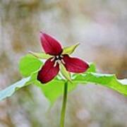 Red Trillium Art Print