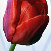 Red Tulip Portrait Art Print