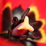 Red Tulip Stamen Art Print