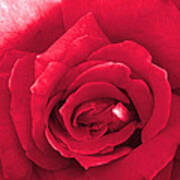 Red Velvet Rose Art Print