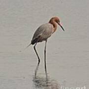 Reddish Egret Art Print