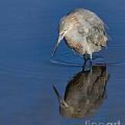 Reddish Egret Art Print