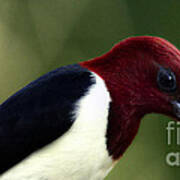 Redheaded Woodpecker At Dusk Art Print