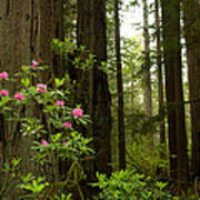 Redwood Trees And Rhododendron Flowers Art Print
