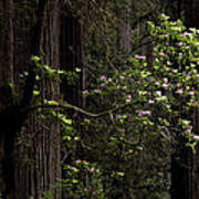 Redwoods And Rhodys Art Print