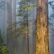 Redwoods In The Blue Mist Art Print
