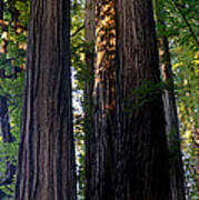 Redwoods Vertical Panorama Art Print