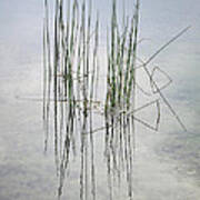 Reeds In A Shallow Lake Art Print