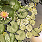 Reflected Light Upon Flowering Water Lilies Art Print