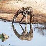 Reflection Of Giraffe Art Print