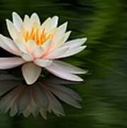 Reflections Of A Water Lily Art Print