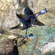 Refueling Dragonflies Art Print