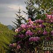 Rhododendron 1 Art Print