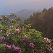 Rhododendrons And Smoky Mountains In Evening Light Art Print