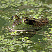 Ribbit Art Print