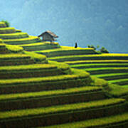 Rice Fields On Terraced In Rainny Season At Mu Cang Chai, Vietnam. Art Print