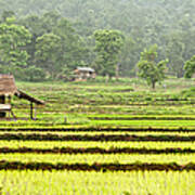 Rice Paddy Art Print