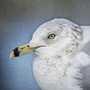 Ring Bill Gull Portrait Art Print