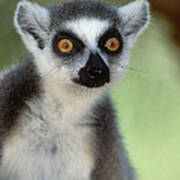 Ring-tailed Lemur Art Print