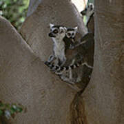Ring-tailed Lemurs Art Print