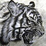 Roaring Tiger Art Print