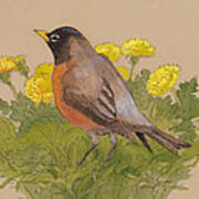 Robin In The Dandelions Art Print