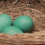 Robins Three Blue Eggs Art Print