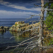 Rock Formations And Trees On The Shoreline In Acadia National Park Art Print
