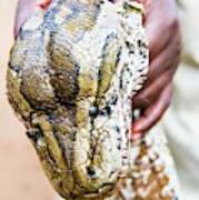 Rock Python Recovered From Poachers Art Print