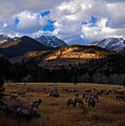 Rocky Mountain Elk Art Print