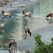 Rocky Mountain Elk Herd Crossing Art Print