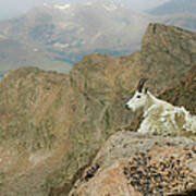 Rocky Mountain Goat Art Print