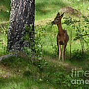 Roe Buck Browsing Rowan Art Print