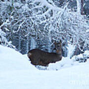 Roe Deer In Snow Art Print