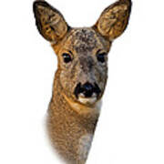 Roe Deer Portrait Art Print