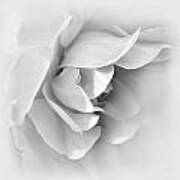 Rose Flower Soft Gray Art Print