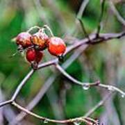 Rose Hip Wet Art Print