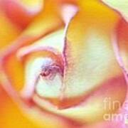 Rose Macro Art Print