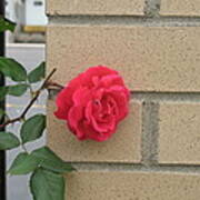 Rose On The Wall Art Print